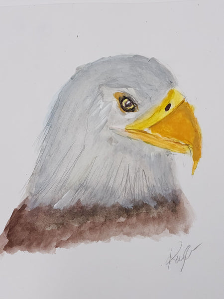 Bald Eagle