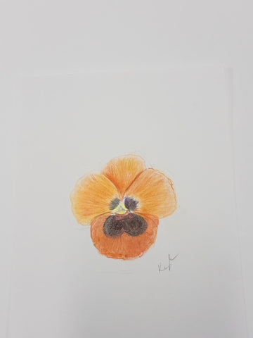 Orange Pansy