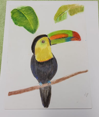 Royal Toucan