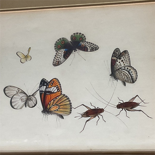 3 China Trade Watercolor Paintings of Insects 1820's