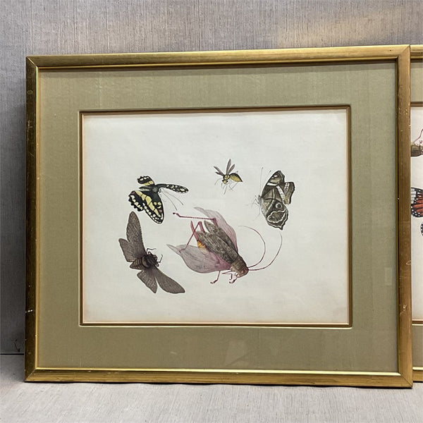 3 China Trade Watercolor Paintings of Insects 1820's