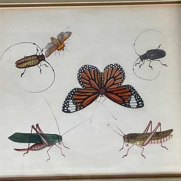 3 China Trade Watercolor Paintings of Insects 1820's